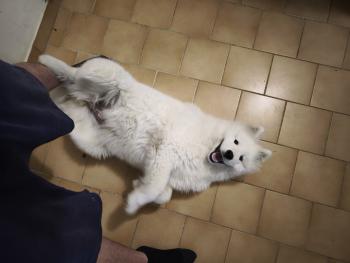 ayuki, Samoyede