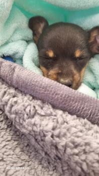 Pulguinha, Pinscher