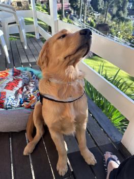Xico, Golden Retriever