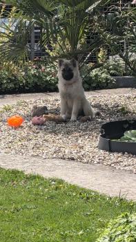 Alpha, Eurasier