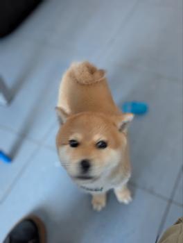 Haru, Shiba