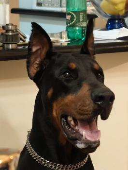 Agraf, Dobermann