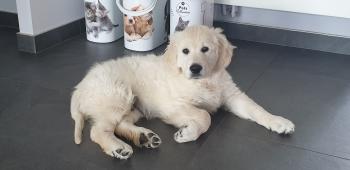 sirius, Golden Retriever