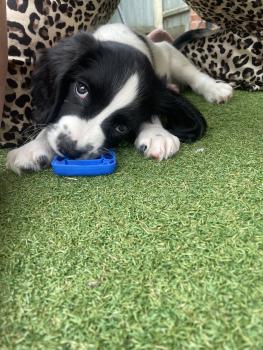 Marley, English Springer Spaniel