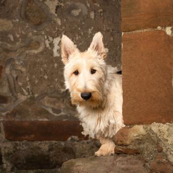 Lockie, Terrier Escocés