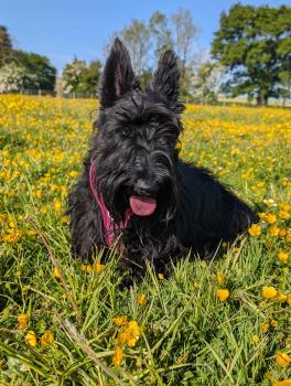 Nessie, Terrier Escocés