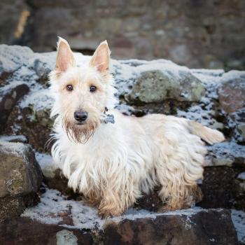 Alba, Terrier Escocés