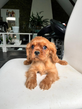 Akira, Cavalier King Charles