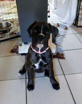 Albi, Boxer