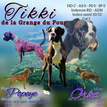 Tikki, Boxer