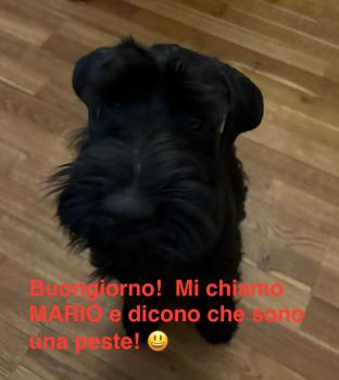 Mario, Schnauzer (Mittelschnauzer)