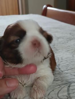 Panko, Shih Tzu