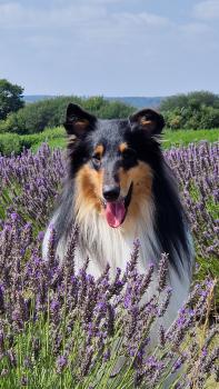 Prince Charlie The 2nd, Collie
