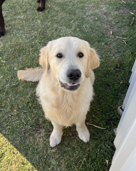 Apollo, Golden Retriever