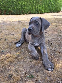 Alya, Cane Corso
