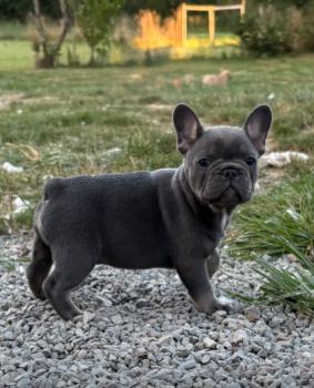 Drac, French bulldog