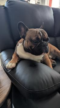 Vlad, French bulldog