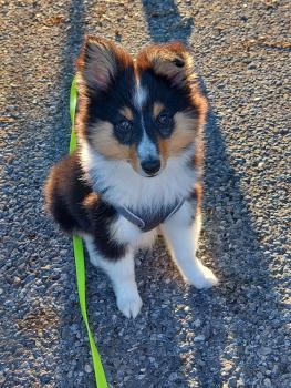 Koda, Pastor De Shetland