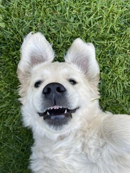 Tisa, Golden Retriever