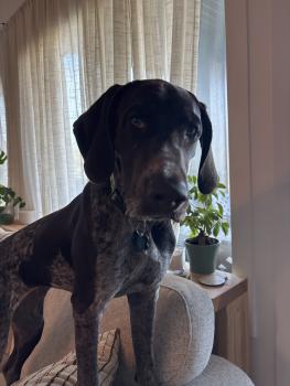 Margot, German Shorthaired Pointer