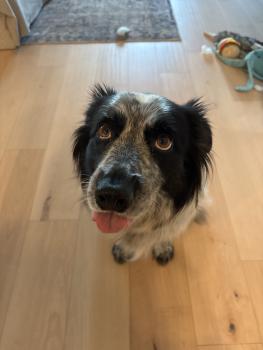 Frenk, Australian Shepherd Dog