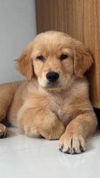 Yuna, Golden Retriever