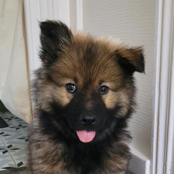 Aloy, Eurasier