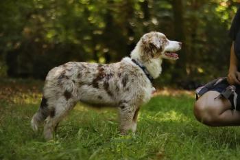 Apaay, Australian Shepherd