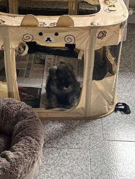 Luna, Schnauzer nano