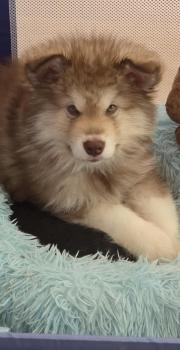 Bear, Malamute