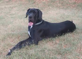 VYOMINI, Deutsche Dogge