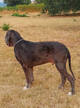 SUN, Deutsche Dogge