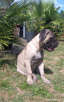 OSKAR, Bullmastiff