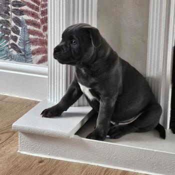 Vito, Staffordshire Bull Terrier