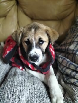 Kira, Andere Hunde