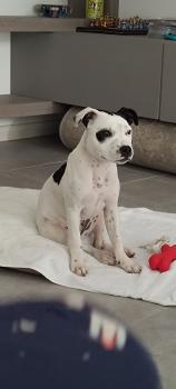 Macchia, Staffordshire Bull Terrier
