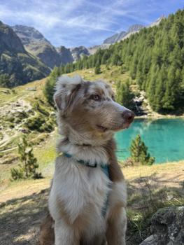 Ava, Australian Shepherd