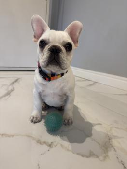 Juju, Bouledogue Français