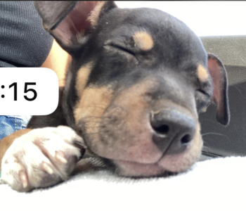 Jedha, Altri cani