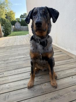 ares, Beauceron Beauce Shepherd