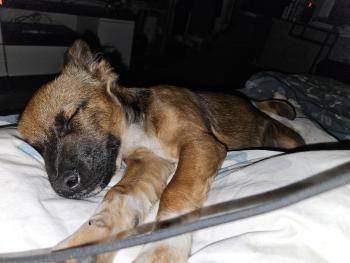 Leïa, Altri cani