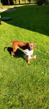 Roxi, Rhodesian Ridgeback