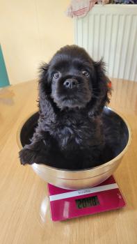 Akouna, Cocker Spaniel Americano