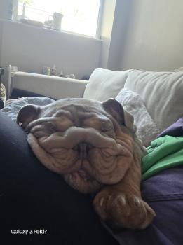 Bruce, Bulldog