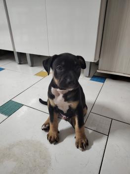 Bruce, Other Dogs