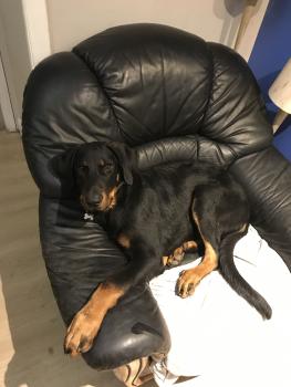 Apy, Beauceron