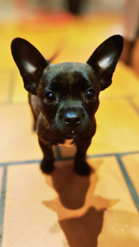 Stitch, Bouledogue francese