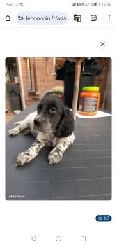 Alma, Setter Inglés