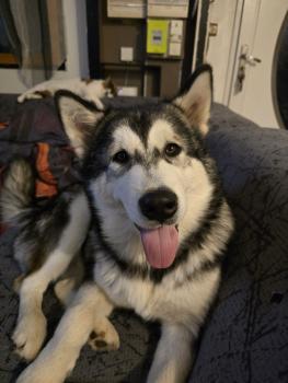 AKSEL, Alaskan Malamute