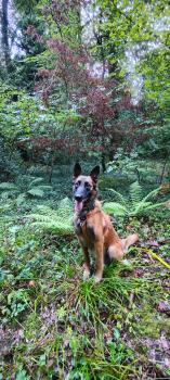 Merry, Malinois Shepherd Dog